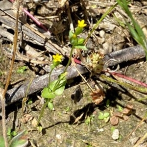 Sebaea ovata at Googong, NSW - 28 Nov 2020 12:38 PM