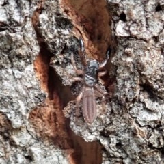 Holoplatys sp. (genus) (Unidentified Holoplatys jumping spider) at Mount Painter - 21 Nov 2020 by CathB