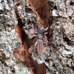 Holoplatys sp. (genus) at Cook, ACT - 21 Nov 2020