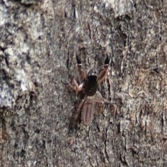 Holoplatys sp. (genus) at Cook, ACT - 21 Nov 2020