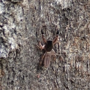 Holoplatys sp. (genus) at Cook, ACT - 21 Nov 2020