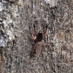 Holoplatys sp. (genus) at Cook, ACT - 21 Nov 2020