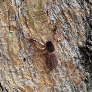 Holoplatys sp. (genus) at Cook, ACT - 21 Nov 2020