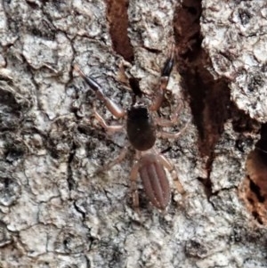 Holoplatys sp. (genus) at Cook, ACT - 21 Nov 2020