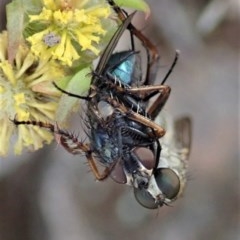 Cerdistus sp. (genus) at Cook, ACT - 29 Nov 2020