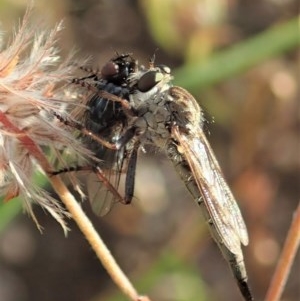 Cerdistus sp. (genus) at Cook, ACT - 29 Nov 2020