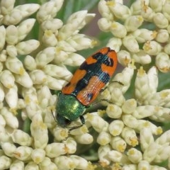 Castiarina scalaris (Scalaris jewel beetle) at Theodore, ACT - 30 Nov 2020 by owenh