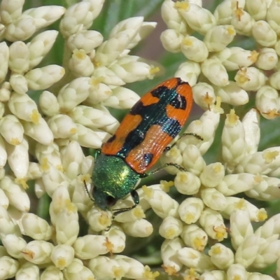 Castiarina scalaris (Scalaris jewel beetle) at Tuggeranong Hill - 30 Nov 2020 by Owen