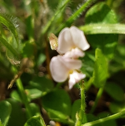 Grona varians (Slender Tick-Trefoil) at Griffith, ACT - 30 Nov 2020 by SRoss