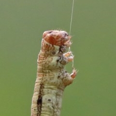 Geometridae (family) IMMATURE (Unidentified IMMATURE Geometer moths) at O'Connor, ACT - 27 Nov 2020 by ConBoekel