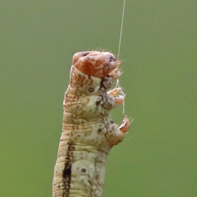 Geometridae (family) IMMATURE at O'Connor, ACT - 28 Nov 2020 by ConBoekel