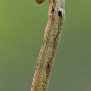 Geometridae (family) IMMATURE at O'Connor, ACT - 28 Nov 2020