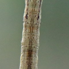 Geometridae (family) IMMATURE at O'Connor, ACT - 28 Nov 2020