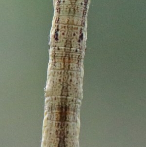 Geometridae (family) IMMATURE at O'Connor, ACT - 28 Nov 2020