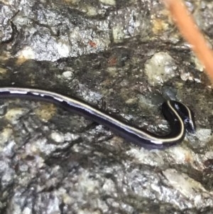 Caenoplana coerulea at Cook, ACT - 1 Dec 2020