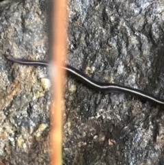 Caenoplana coerulea at Cook, ACT - 1 Dec 2020