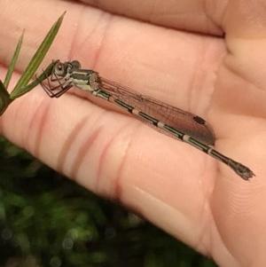 Austrolestes leda at Cook, ACT - suppressed