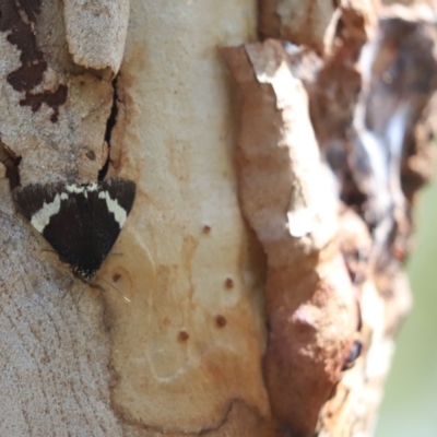 Eutrichopidia latinus (Yellow-banded Day-moth) at Cook, ACT - 27 Nov 2020 by Tammy