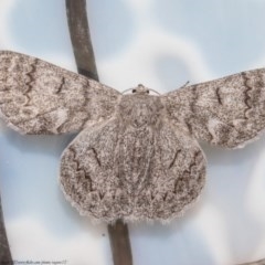 Crypsiphona ocultaria (Red-lined Looper Moth) at Macgregor, ACT - 27 Nov 2020 by Roger