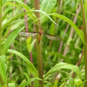 Leptotarsus (Macromastix) costalis at Macarthur, ACT - 1 Dec 2020