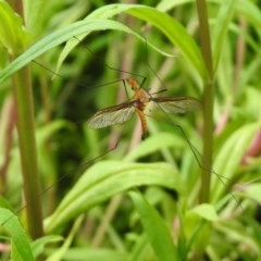 Leptotarsus (Macromastix) costalis at Macarthur, ACT - 1 Dec 2020