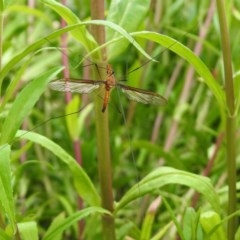 Leptotarsus (Macromastix) costalis at Macarthur, ACT - 1 Dec 2020