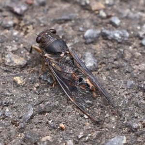 Yoyetta robertsonae at Acton, ACT - 30 Nov 2020 01:07 PM