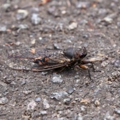 Yoyetta robertsonae at Acton, ACT - 30 Nov 2020 01:07 PM