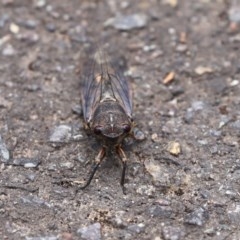 Yoyetta robertsonae at Acton, ACT - 30 Nov 2020 01:07 PM