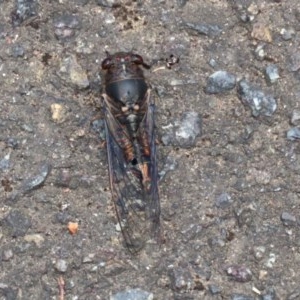 Yoyetta robertsonae at Acton, ACT - 30 Nov 2020 01:07 PM