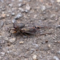 Yoyetta robertsonae at Acton, ACT - 30 Nov 2020 01:07 PM