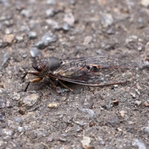 Yoyetta robertsonae at Acton, ACT - 30 Nov 2020 01:07 PM