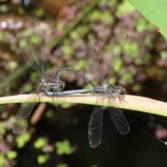 Austroargiolestes icteromelas (Common Flatwing) at Acton, ACT - 30 Nov 2020 by RodDeb