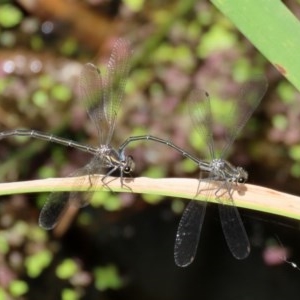 Austroargiolestes icteromelas at Acton, ACT - 30 Nov 2020