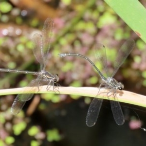 Austroargiolestes icteromelas at Acton, ACT - 30 Nov 2020