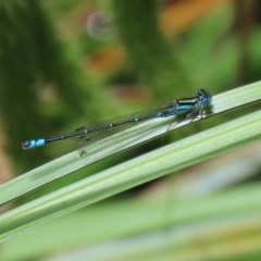 Austroagrion watsoni (Eastern Billabongfly) at ANBG - 30 Nov 2020 by RodDeb