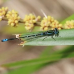 Austroagrion watsoni at Acton, ACT - 30 Nov 2020