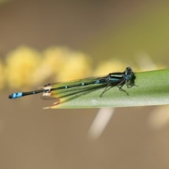 Austroagrion watsoni at Acton, ACT - 30 Nov 2020