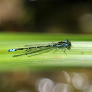 Austroagrion watsoni at Acton, ACT - 30 Nov 2020