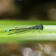 Austroagrion watsoni at Acton, ACT - 30 Nov 2020