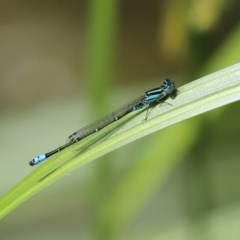 Austroagrion watsoni at Acton, ACT - 30 Nov 2020