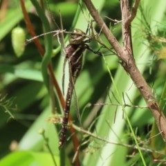 Adversaeschna brevistyla (Blue-spotted Hawker) at ANBG - 30 Nov 2020 by RodDeb