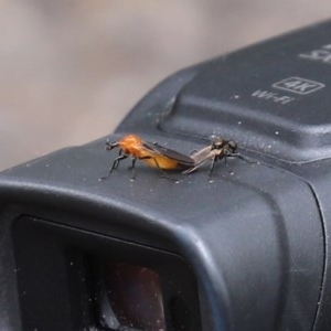 Bibio imitator at Acton, ACT - 30 Nov 2020 12:32 PM