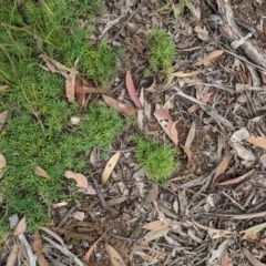 Styphelia humifusum (Cranberry Heath) at Downer, ACT - 30 Nov 2020 by abread111