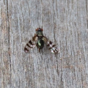 Rivellia sp. (genus) at Acton, ACT - 30 Nov 2020 01:46 PM