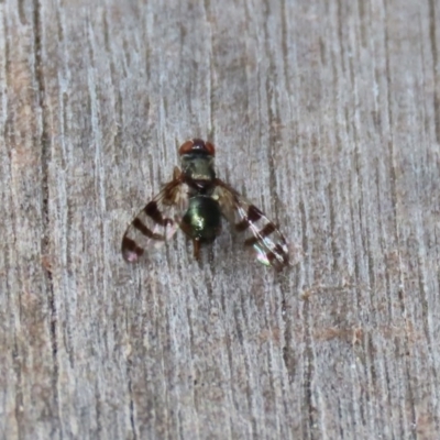 Rivellia sp. (genus) (Signal fly) at ANBG - 30 Nov 2020 by RodDeb