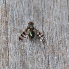 Rivellia sp. (genus) (Signal fly) at Acton, ACT - 30 Nov 2020 by RodDeb