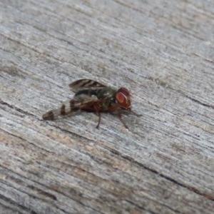 Rivellia sp. (genus) at Acton, ACT - 30 Nov 2020