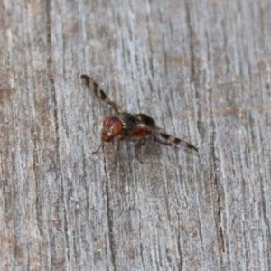 Rivellia sp. (genus) at Acton, ACT - 30 Nov 2020 01:46 PM