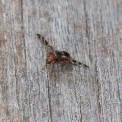 Rivellia sp. (genus) at Acton, ACT - 30 Nov 2020